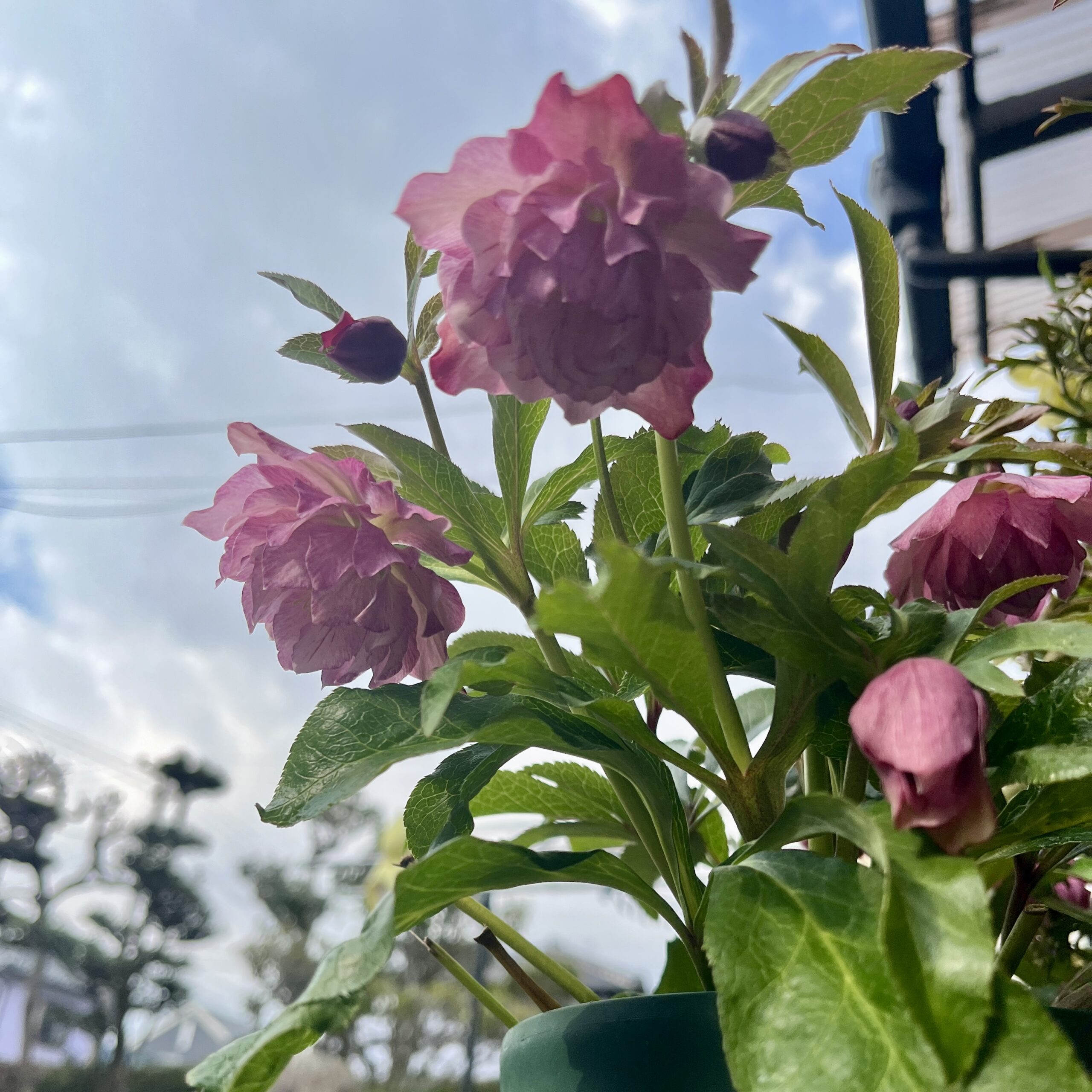 今シーズン最後の贅沢！八重咲きクリスマスローズ11鉢 4号ロングポット