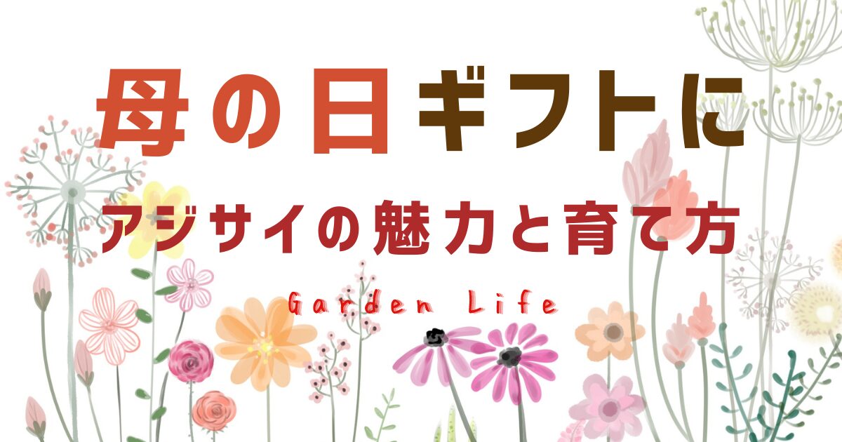 母の日にアジサイ