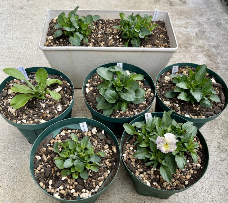 種まきビオラの植え替え