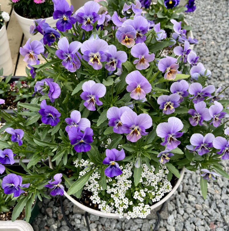 エボルベの寄せ植え