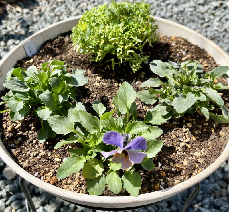 エボルベの寄せ植え